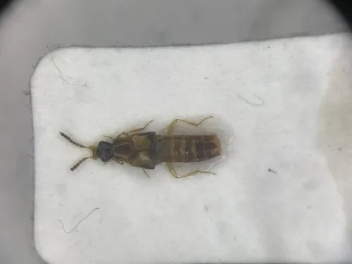 Gyrophaena insolens