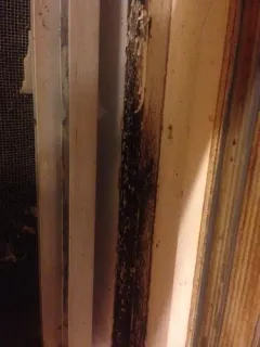 black mold thumbnail 4