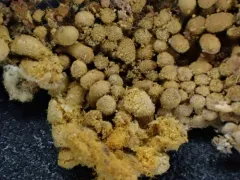 Oligonema affine thumbnail 2