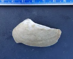 Ellipse thumbnail 1