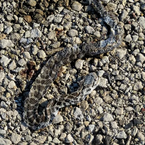 Eastern Foxsnake