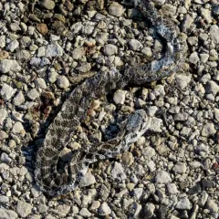 Eastern Foxsnake thumbnail 1
