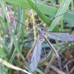 Tipula paterifera thumbnail 1