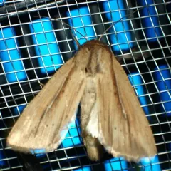 Phragmites Wainscot thumbnail 3