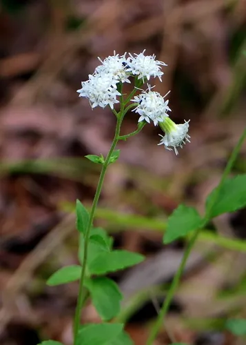smaller white snakeroot