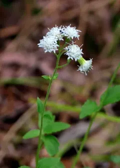 smaller white snakeroot thumbnail 1