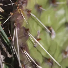 prairie pricklypear thumbnail 1
