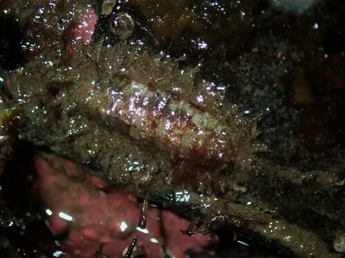 Mopalia cirrata