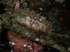 Mopalia cirrata thumbnail 1