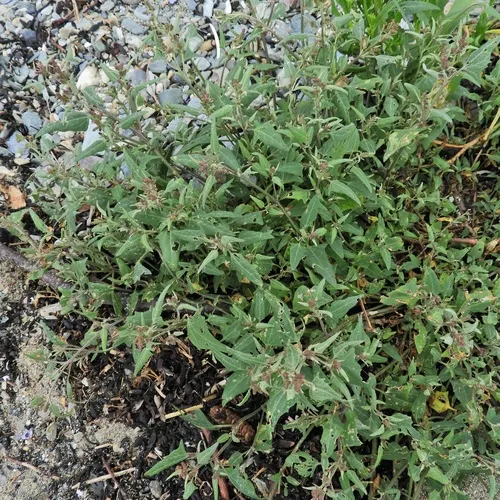 Creeping Saltbush