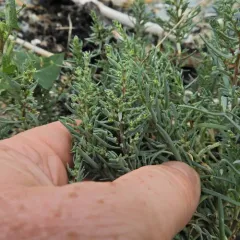 Herbaceous Seepweed thumbnail 4