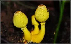 flowerpot parasol thumbnail 1