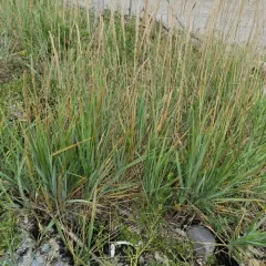 American lyme grass thumbnail 2