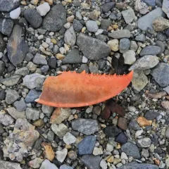 American Lobster thumbnail 2