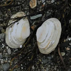 Soft-shelled Clam thumbnail 3