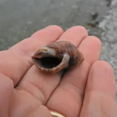 Atlantic Dogwhelk thumbnail 3