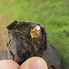 Red-cross Shield Bug thumbnail 2