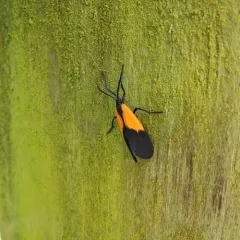 Black-and-yellow Lichen Moth thumbnail 3