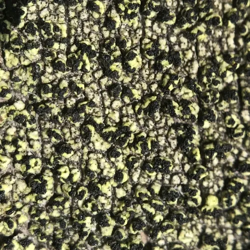 yellow soot lichen