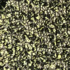 yellow soot lichen thumbnail 1