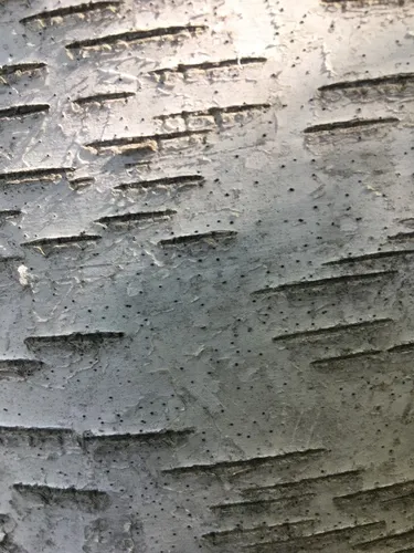 Birchbark Dot Lichen