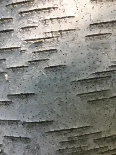 Birchbark Dot Lichen thumbnail 1