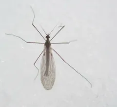 Trichocera salmani thumbnail 2
