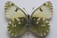 Euchloe ochracea thumbnail 4