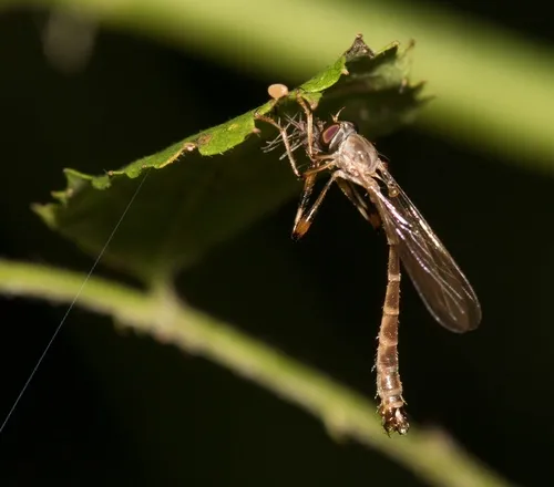 Ringed Pixie
