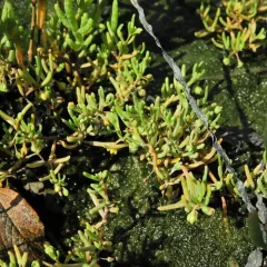 canada sand-spurry thumbnail 3