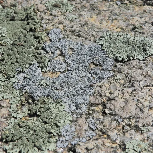 Blue-gray Rosette Lichen