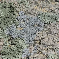 Blue-gray Rosette Lichen thumbnail 1