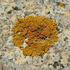 Elegant Sunburst Lichen thumbnail 2