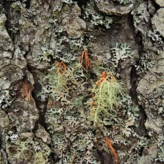 Red Beard Lichen thumbnail 2