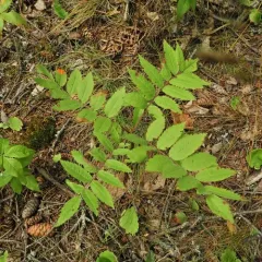 American mountain ash thumbnail 4