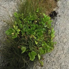 Scots Lovage thumbnail 2