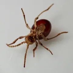 Shiny Spider Beetle thumbnail 3