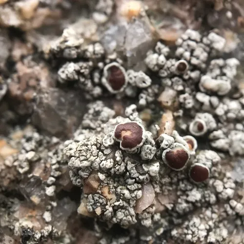 Driftwood Rim-lichen