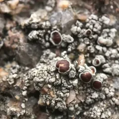 Driftwood Rim-lichen thumbnail 1