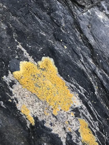 Grainy Seaside Firedot Lichen