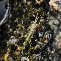 Common Sea Slater thumbnail 2