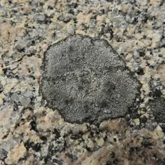 cinder lichen thumbnail 2