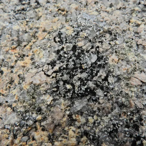 Lecidea auriculata