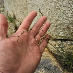 beach sedge thumbnail 4