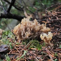 White Coral Fungus thumbnail 5