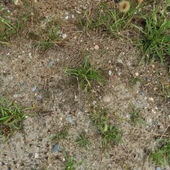 Autumn Hawkbit thumbnail 2