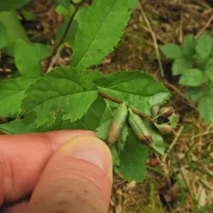 Dasineura salicifoliae thumbnail 3