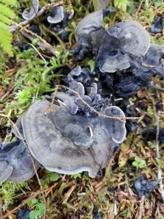 Polyozellus atrolazulinus thumbnail 1