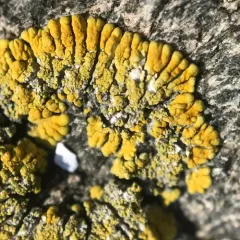 Ringed Firedot Lichen thumbnail 2