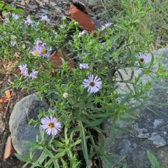 New York aster thumbnail 3